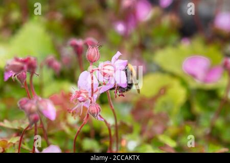 Abeille sur une fleur, géranium dalmaticum Banque D'Images