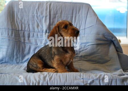 Allemand race le Dachshund Banque D'Images