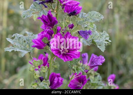 Fleurs d'une allow sauvage dans un champ, également appelé Malva sylvestris, Rossppel ou Wilde Malve Banque D'Images