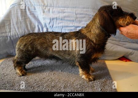 Allemand race le Dachshund Banque D'Images