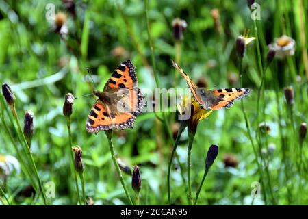 Deux petits papillons Tortoiseshell, Aglais urticae Banque D'Images