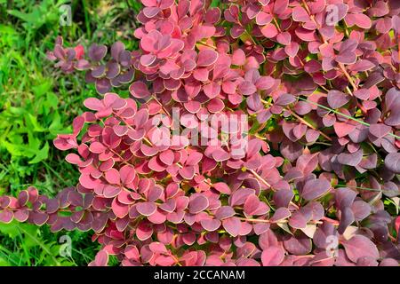 Cultivar Thunbergs brindilles de barbergs (Berberis thunbergii 'Coral') gros plan. Brousse décorative aux feuilles rouges-bordeaux vives avec bordure jaune. AG Banque D'Images