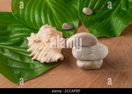 Feuilles vertes, pierres de différentes tailles et une coquille sur fond de bois Banque D'Images