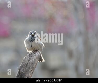 Sparrow se trouve sur une ancienne poutre en bois, se prélassant au soleil, faisant des péqures vigilants. Banque D'Images