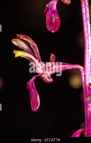 Fleur de Coralroot rayé (Corallorhiza striata), Idaho Banque D'Images