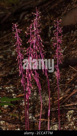 Fleurs de Coralroot rayé (Corallorhiza striata), Idaho Banque D'Images