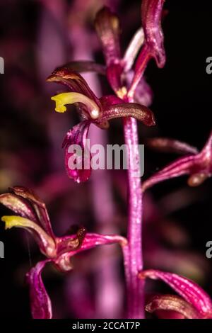 Fleurs de Coralroot rayé (Corallorhiza striata), Idaho Banque D'Images