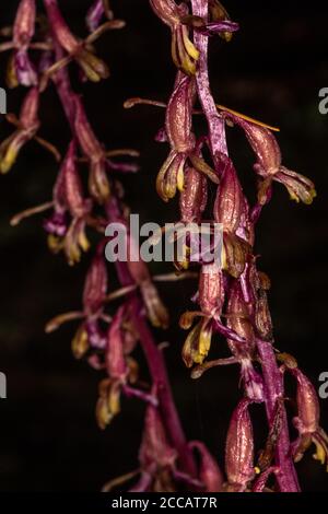 Fleurs de Coralroot rayé (Corallorhiza striata), Idaho Banque D'Images