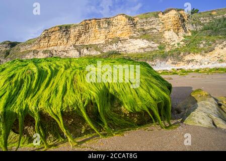 Volumes d'Enteromorpha SPEC. / Ulva spec., espèce d'algue verte de la gadventice (Ulvaceae) poussant sur la roche sur la plage à marée basse, Normandie, France Banque D'Images