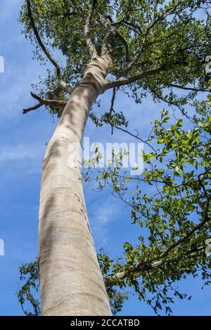 Hêtre exposé (Fagus sylvatica) coffre enveloppé en toile de jute comme protection contre l'écorce contre les coups de soleil et le gel Banque D'Images