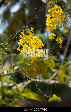 Kanikonna sinon la fistule de Cassia en anglais Banque D'Images