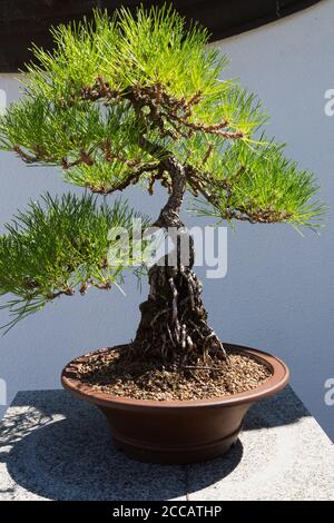 Pinus thunbergii, 40 ans - PIN noir japonais bonsaï en plantoir brun, jardin chinois, jardin botanique de Montréal, Québec, Canada Banque D'Images