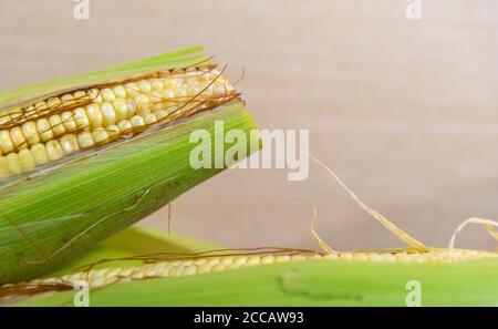 Épis de maïs vert. Délicatesse culinaire brésilienne. Maïs préparé pour la consommation et la vente. Ear avec des graines de maïs (Zea mays). Alimentation humaine et animale. Type Banque D'Images