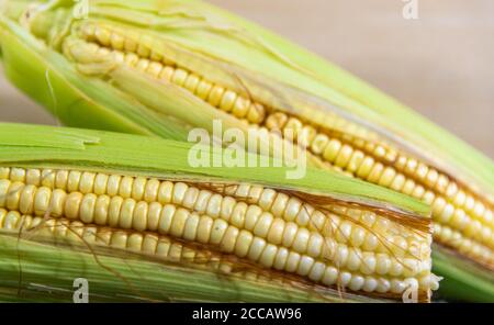 Épis de maïs vert. Délicatesse culinaire brésilienne. Maïs préparé pour la consommation et la vente. Ear avec des graines de maïs (Zea mays). Alimentation humaine et animale. Type Banque D'Images