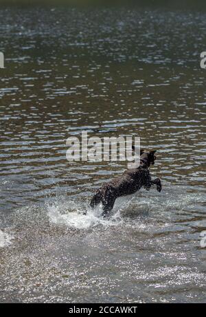 Chien noir courant à la surface d'un lac Banque D'Images