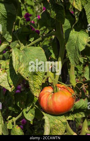 Solanum lycopersicum 'Rose Brandywine', usine de tomates, Québec, Canada Banque D'Images