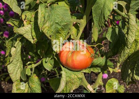 Solanum lycopersicum 'Rose Brandywine', usine de tomates, Québec, Canada Banque D'Images