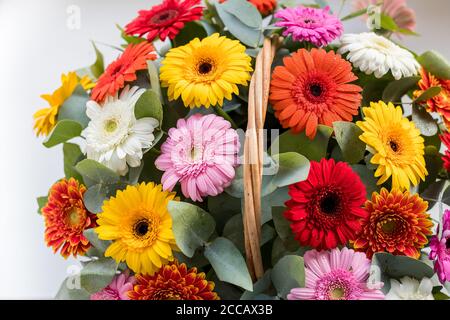 Bouquet de fleurs, camomille, Marguerite, gerbera, bouquet d'été délicat isolé sur fond blanc. Fleurs gerbera brillantes en panier, comme présent, pour Banque D'Images