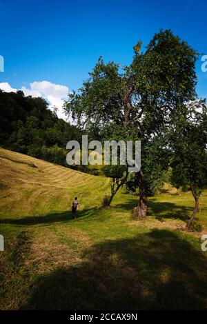 Marche dans la nature au coucher du soleil à Maramures, Roumanie Banque D'Images