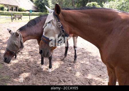 Deux chevaux bruns dans une boîte à sable portant une capuche de protection contre les mouches. Le masque a glissé de l'oreille du cheval devant Banque D'Images