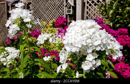 Phlox paniculata blanc Banque D'Images