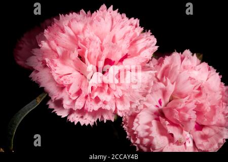 Dianthus plumarius 'Candy Floss' Banque D'Images