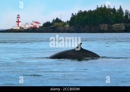 Petit rorqual dans la baie de Fundy, au Nouveau-Brunswick, au Canada, avec la station de lumière Head Harbour (East Quoddy) dans l'île Campobello. Banque D'Images