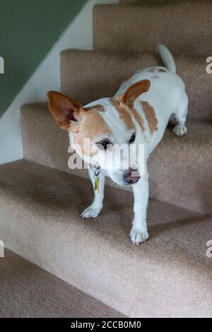 Marron et blanc Jack Russell terrier grimpant dans les escaliers de la maison Banque D'Images