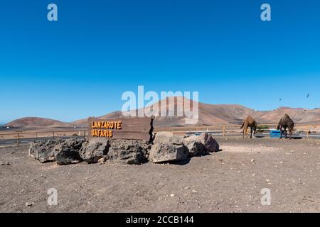 Paysage avec poster Lanzarote Safari, chameaux et volcans en arrière-plan sur l'île de Lanzarote, îles Canaries, Espagne. Banque D'Images