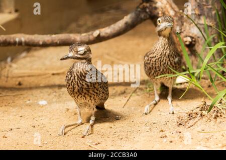 Un buisson en pierre-courlis ou un buisson épais-genou (Burhinus grallaus), un oiseau australien, dort assis sur le sol, tandis qu'un second surveille les prédateurs. Banque D'Images