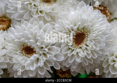 En pleine fleur, fleur blanche de hrysanthemum, Dendranthema des Moul, cadre de bilska, fleur en pleine fleur grande fleur vive mur Banque D'Images