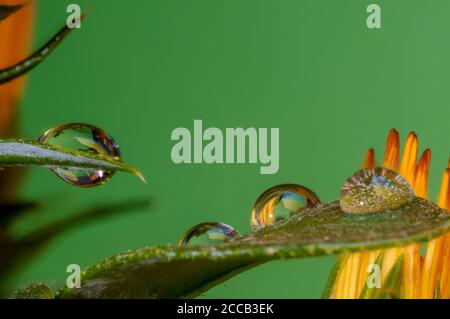 macro gouttes d'eau sur les pétales de fleurs et de feuilles, gros plans très colorés, effets visuels agréables. réflexions étonnantes dans les gouttes d'eau, effets visuels Banque D'Images