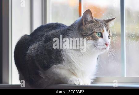 Portrait d'un chat Manx assis dans la fenêtre d'observation la chute de neige Banque D'Images