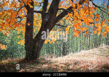 Vieux majestueux arbre avec des folliages jaunes dans la forêt d'automne. Scène d'automne pittoresque dans les montagnes Carpathian, Ukraine. Photographie de paysage Banque D'Images