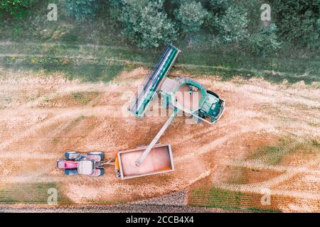 Récolte de blé en champ d'automne. Un tracteur moderne se trouve juste à côté de la moissonneuse-batteuse et transporte le grain de blé. Vue de dessus de l'antenne Banque D'Images