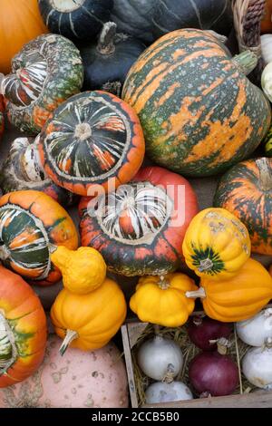 Cucurbita maxima. Les courges et citrouilles coloré affichage à RHS Wisley. Banque D'Images