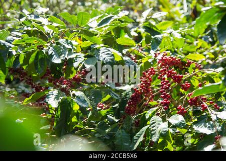 Plantation de café avec des cerises mûres de café rouge, cultivées sous l'ombre de la forêt dans une montagne du honduras Banque D'Images