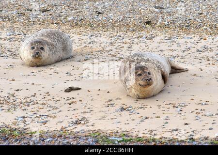 Les femmes accouchent en juin ou en juillet les tasses peuvent nager Et plongez quand quelques heures de Common Seals se reproduisent où les bancs de sable ne sont exposés que pour une partie de la journée Banque D'Images