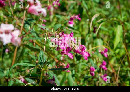 Impatiens glandulifera, une plante envahissante qui grandit à côté du Kamptal-Seenweg 620, randonnée près du réservoir de Dobra, Waldviertel, Autriche