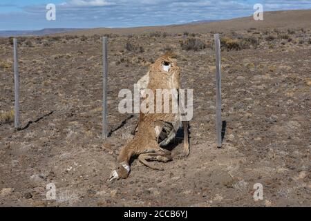 Guanaco mort dans une clôture, Patagonie, Argentine Banque D'Images