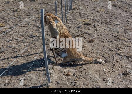 Guanaco mort dans une clôture, Patagonie, Argentine Banque D'Images