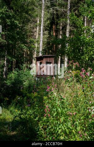 Stand de cerfs dans la forêt, Kamptal-Seenweg 620, randonnée près du réservoir de Dobra, Waldviertel, Autriche Banque D'Images