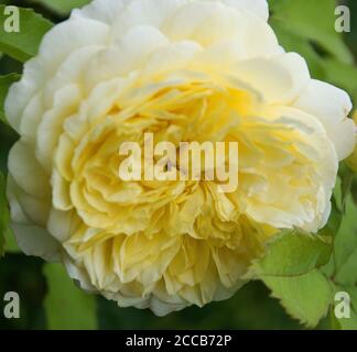 Rosa « The Pilgrim » dans les jardins fortifiés d'Easton Banque D'Images