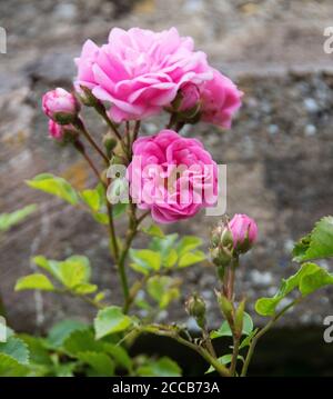 Rosa « The Fairy » dans les jardins fortifiés d'Easton. Banque D'Images