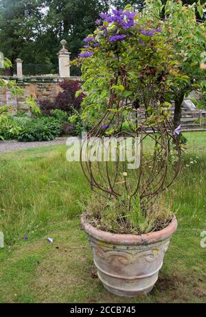 Clematis « le président » dans les jardins fortifiés d'Easton Banque D'Images