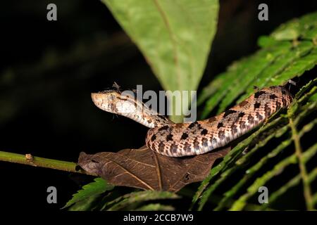 Un jeune serpent-fer-de-lance (Bothrops asper) recouvert de moustiques dans les jungles du Costa Rica. De minuscules gouttes de rosée s'accumulent sur sa tête. Banque D'Images