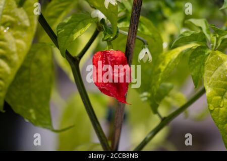 Chili le plus chaud du monde, Carolina Reaper, super chaud, fond vert Banque D'Images