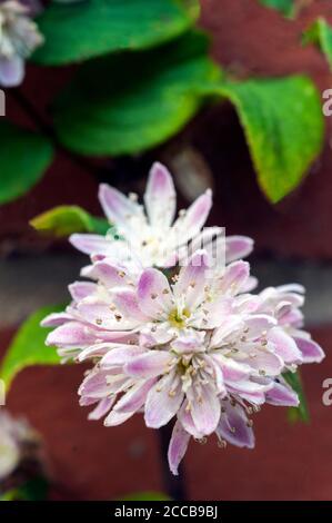 Gros plan de fleur de Deutzia Mont Rose A décidue arbuste bushy avec des fleurs roses pourpres qui apparaissent tôt l'été et est glacial Banque D'Images