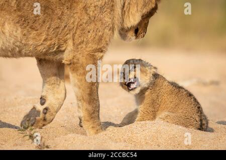 Lion cub snarl montrant des dents assis dans un lit de rivière sablonneux Kruger Park Afrique du Sud Banque D'Images