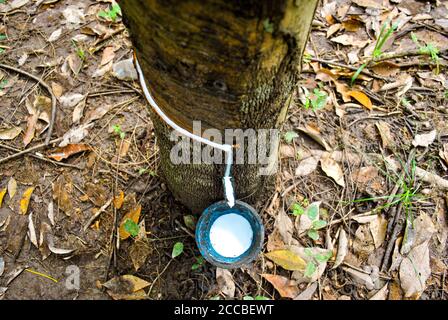 Latex extrait de caoutchouc source de caoutchouc naturel. Récolte de latex d'arbre en caoutchouc. Banque D'Images
